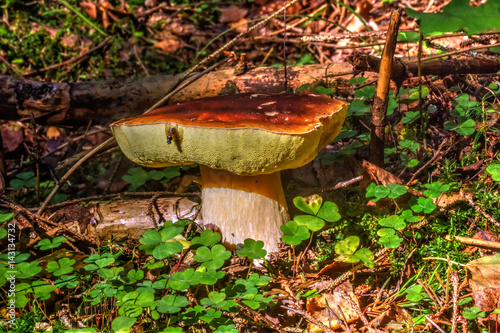 Obraz na płótnie Cepe. Summer wood. The cepe growing in the summer wood. w salonie