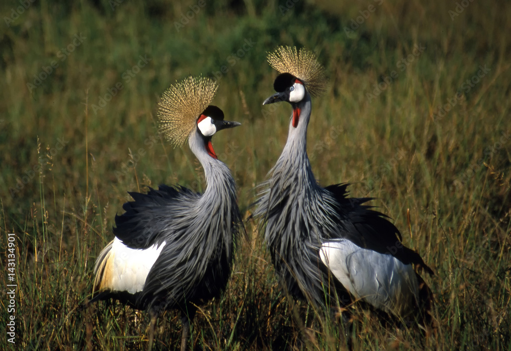 Fototapeta premium Crested Cranes Masei Mara Kenya
