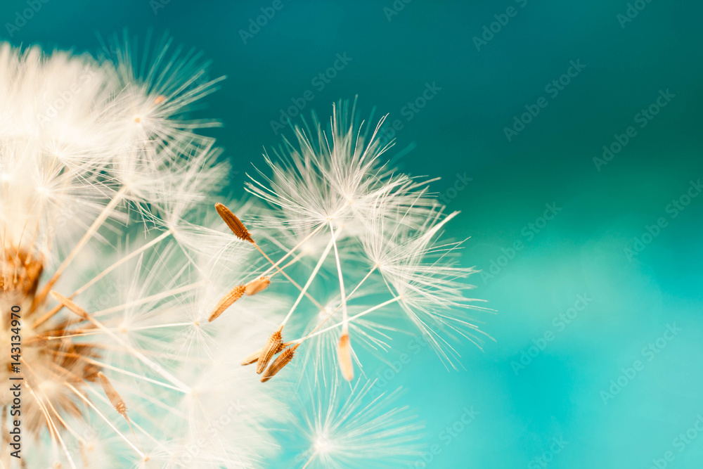 white dandelion flower with seeds in springtime in blue turquoise abstract backgrouds