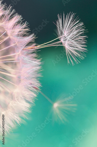 Fototapeta Naklejka Na Ścianę i Meble -  white dandelion flower with seeds in springtime in blue turquoise abstract backgrouds
