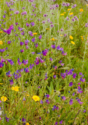 wild flowers meadow in springtime