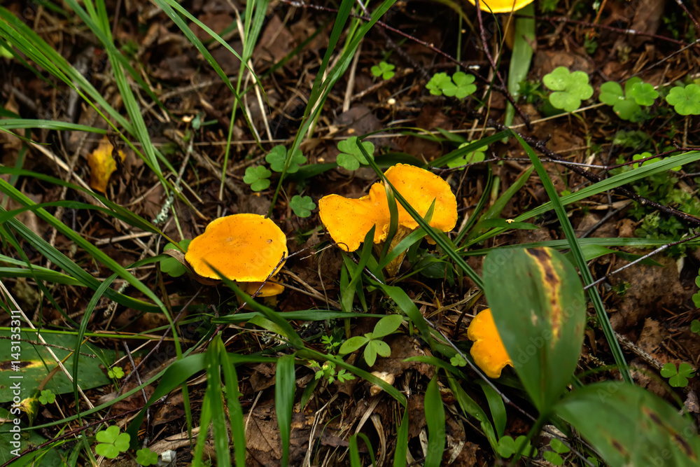 Chanterelle growing in the summer forest