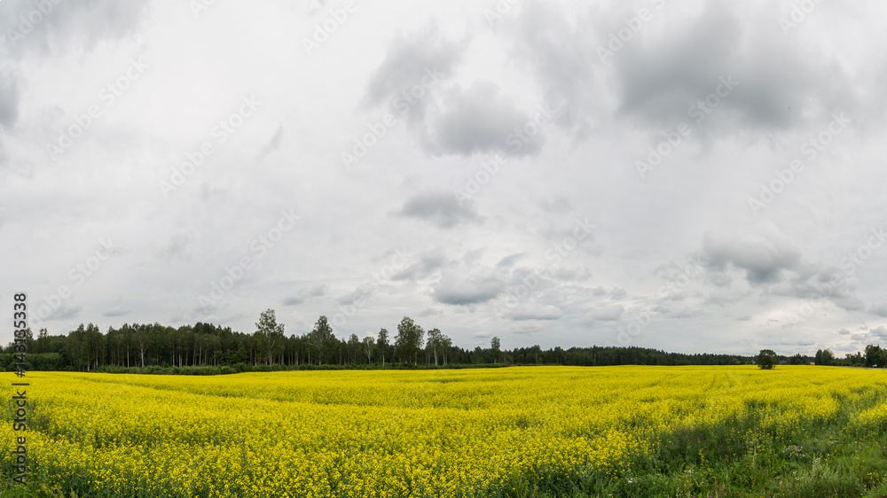 Large, panoramic view of yellow blooming rapeseed field with a massive clouds against a blue sky and sun. Amazing nature landscape.