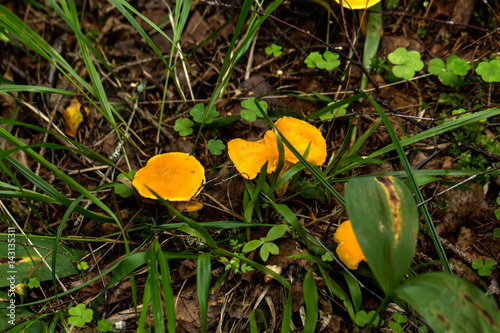 Obraz na płótnie Chanterelle growing in the summer forest w salonie