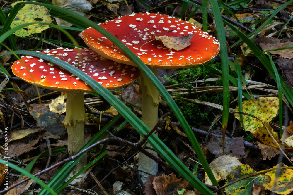 Amanita. Summer forest. Fly agaric growing in the summer forest.