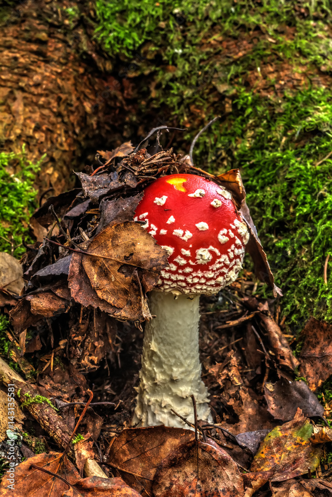 Amanita. Summer forest. Fly agaric growing in the summer forest.