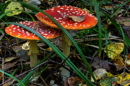 Obraz na płótnie Amanita. Summer forest. Fly agaric growing in the summer forest. w salonie