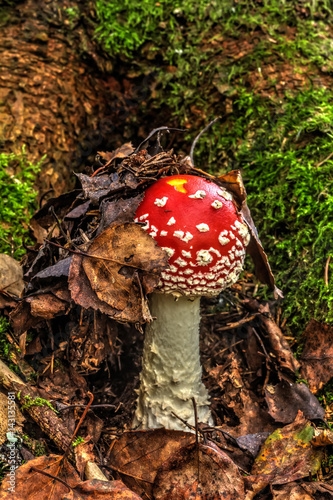 Obraz na płótnie Amanita. Summer forest. Fly agaric growing in the summer forest. w salonie