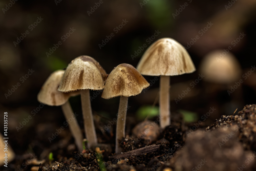 Little toadstools growing in the summer forest.