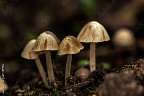 Little toadstools growing in the summer forest. 