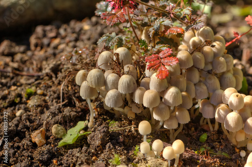 Obraz na płótnie Little toadstools growing in the summer forest. w salonie