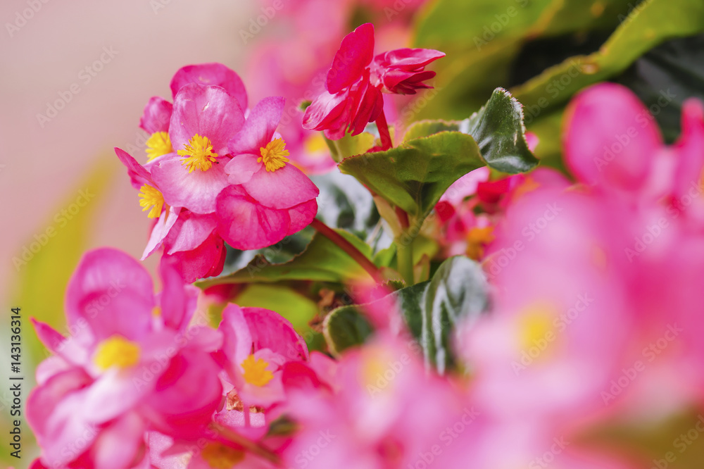Obraz premium Close up Begonia flower in the summer