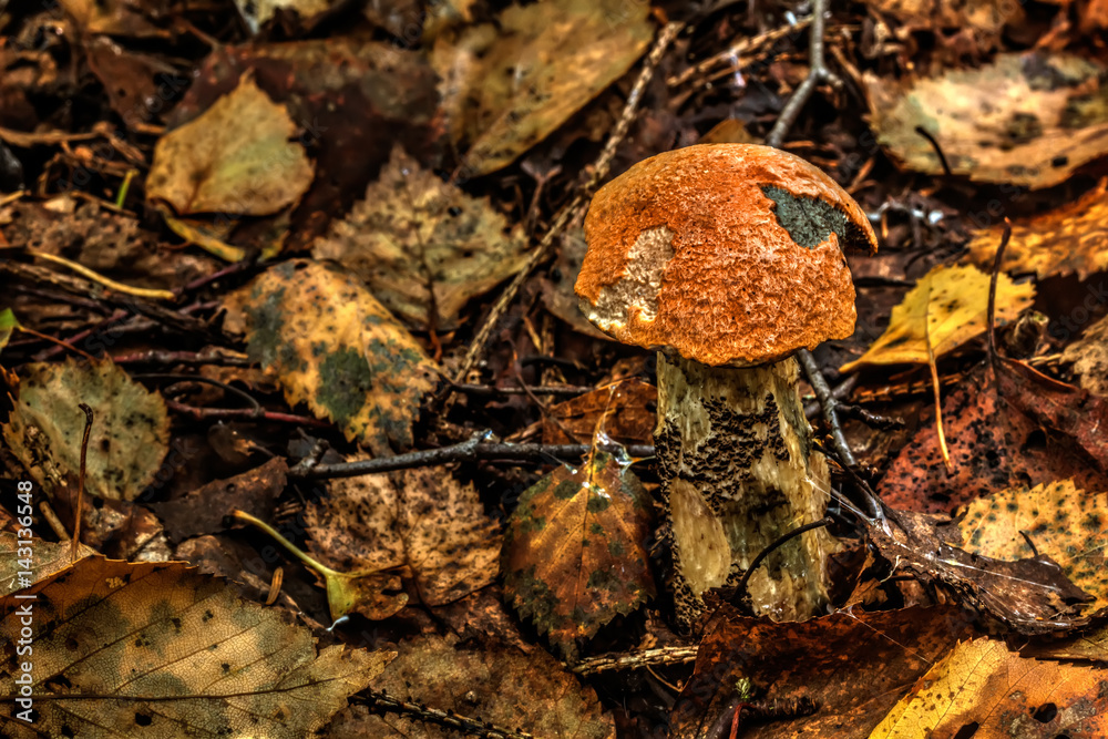 The aspen mushroom growing in the summer wood.