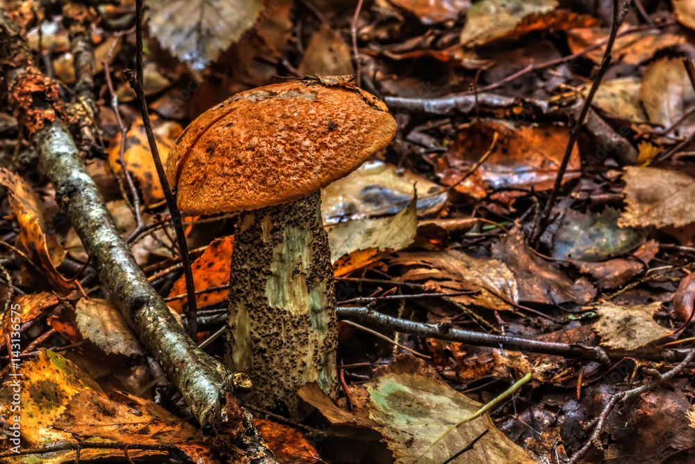 The aspen mushroom growing in the summer wood.
