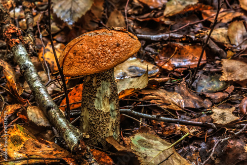 The aspen mushroom growing in the summer wood. 