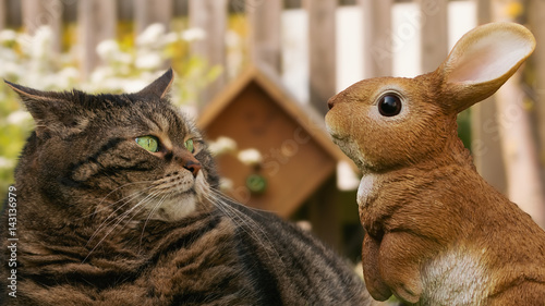 Obraz na plátně Round tabby cat is not impressed by the Easter bunny