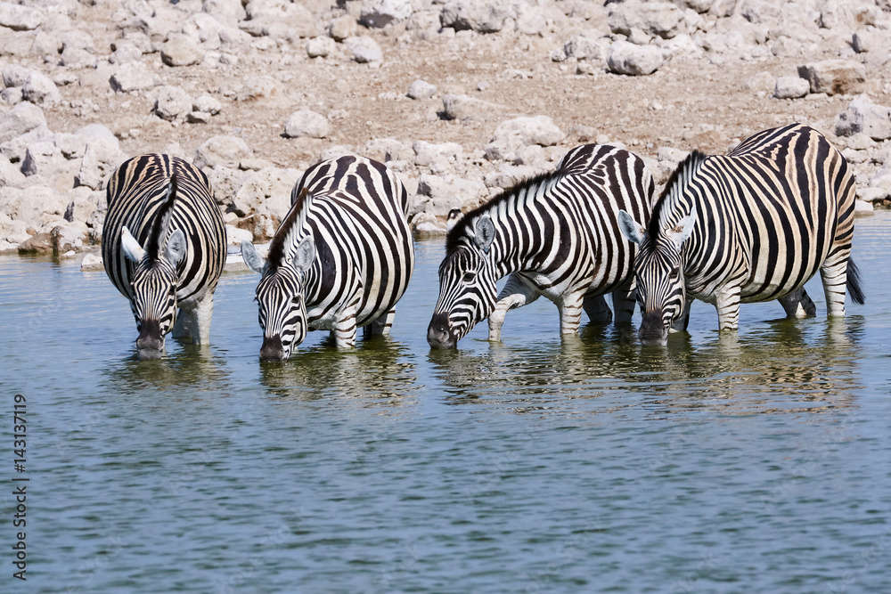 Fototapeta premium Zebras drinking at a waterhole