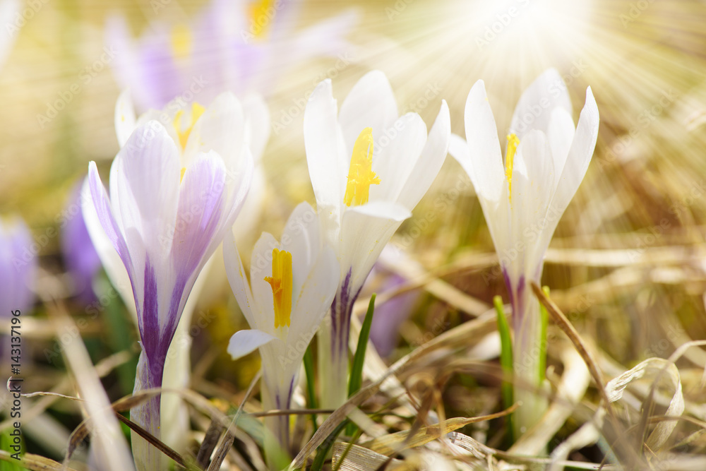 Bunte Blumenwiese mit Krokus im Frühling und Sonnenstrahlen Bunte Blumenwiese mit Krokus im Frühling und Sonnenstrahlen
