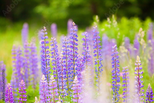 Background image of purple lupine flowers