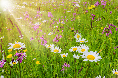 Bunte Blumenwiese im Frühling und Sonnenstrahlen