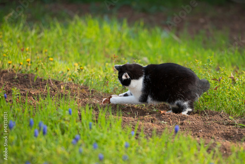 Katze jagt Maus im Garten