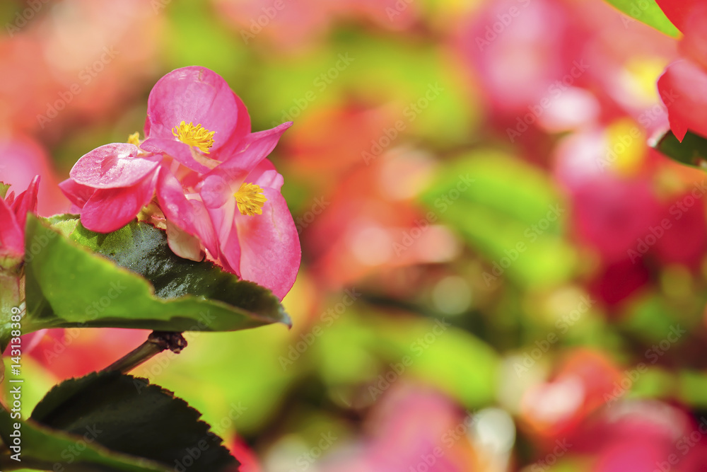 Obraz premium Close up Begonia flower in the summer