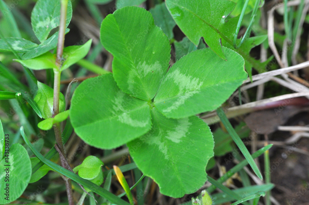 Obraz premium Four-leaf clover grows in nature. Lucky finding. 