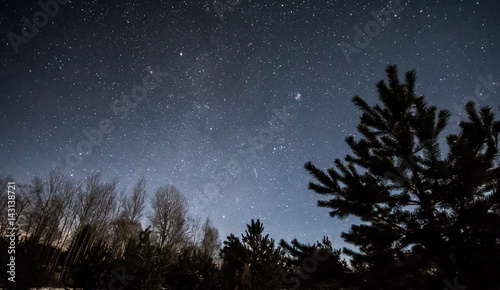 Winter night scene. Pine trees and stars.