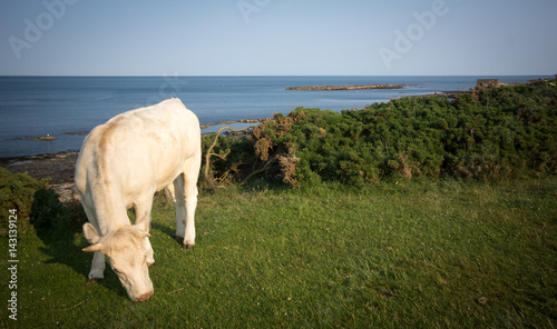 Rind in Norhumberland photo