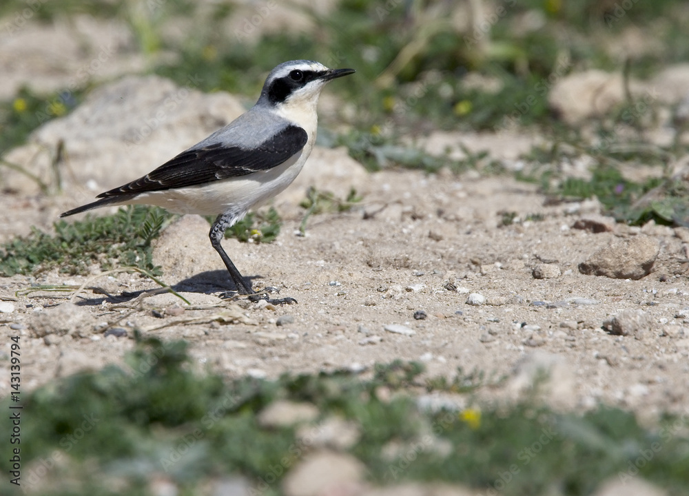 Obraz premium Northern Wheatear (Oenanthe oenanthe) male, Paphos Headland, Cyprus.