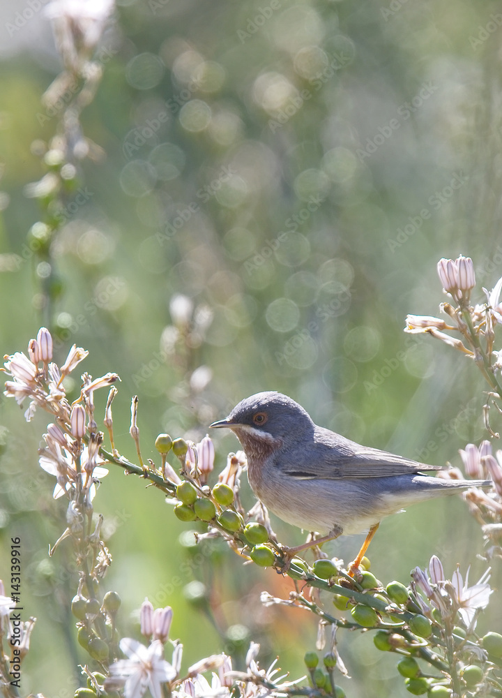 Obraz premium Subalpine Warbler (Sylvia cantillans) male, Paphos headland, Cyprus.