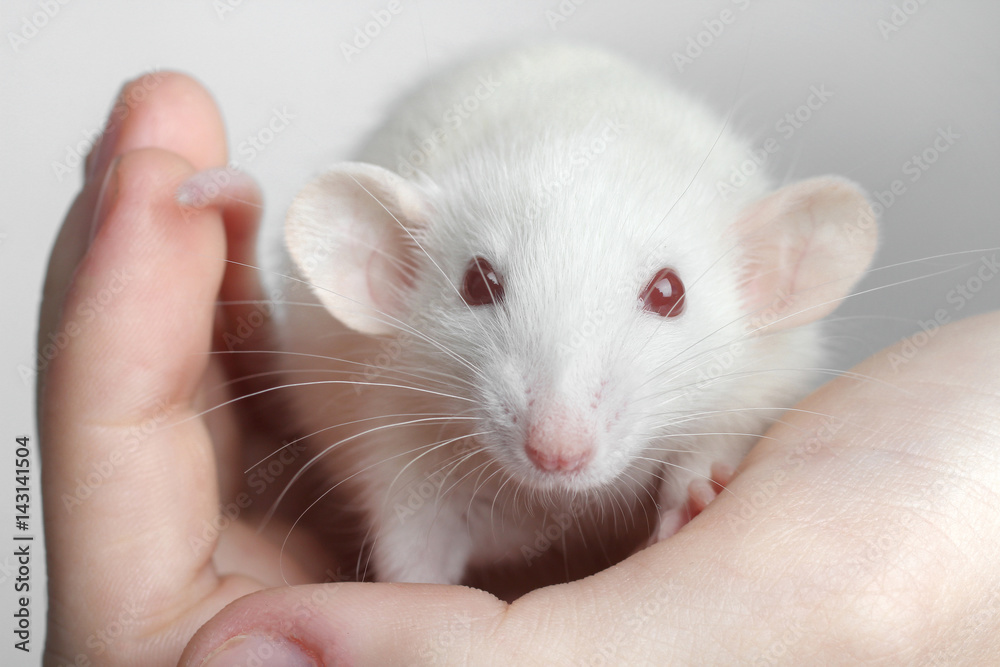 lab rat lab rat