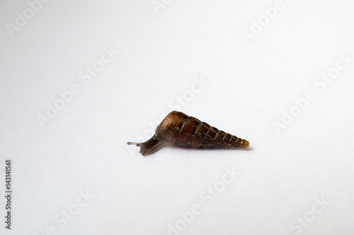 Mini snail less than 1cm with long snail shell, on white paper photo