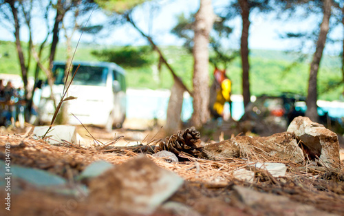 One dry brown pine cone lying on the ground among many spruce needles and stones in the forest against green foliage, blue sky and blurred bus, car and figures of people
