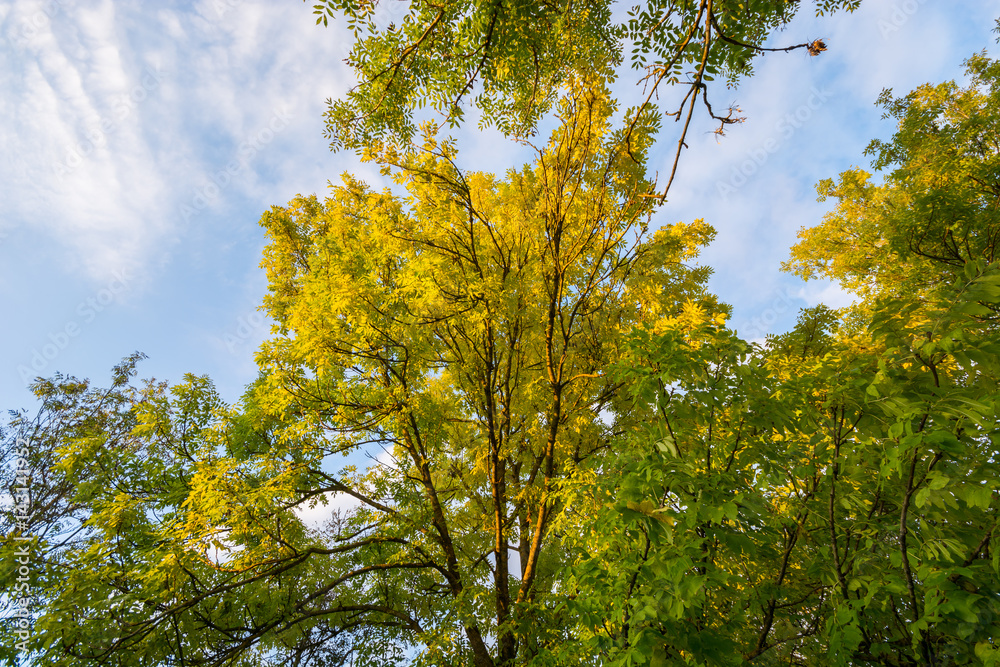 Colorful autumn trees. Autumn city landscape. Colorful autumn trees. Autumn city landscape.
