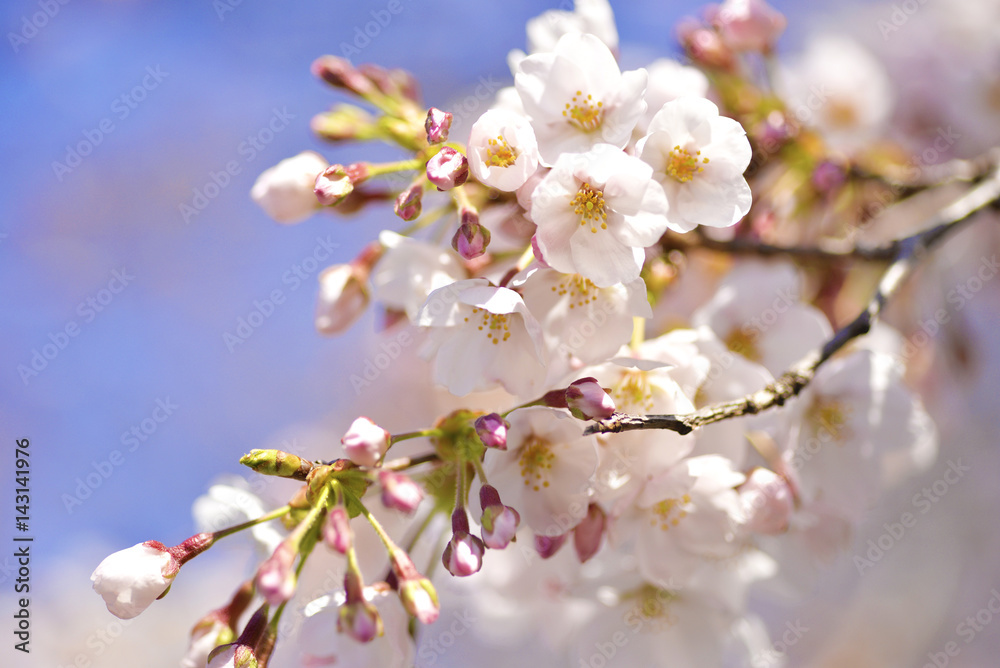 桜