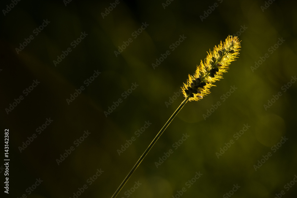 Glowing Grass Glowing Grass