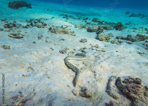 Sea Snake Underwater