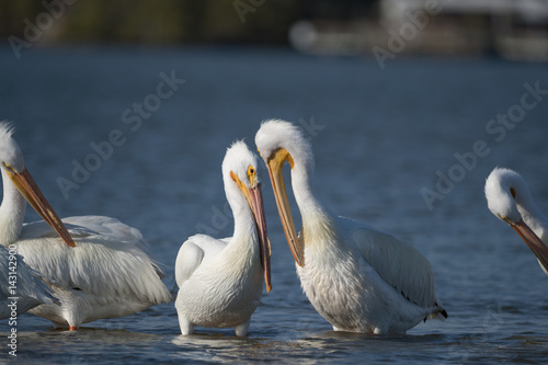 American white pelican photo