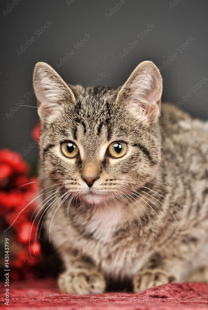 Tabby cat with red Christmas decorations