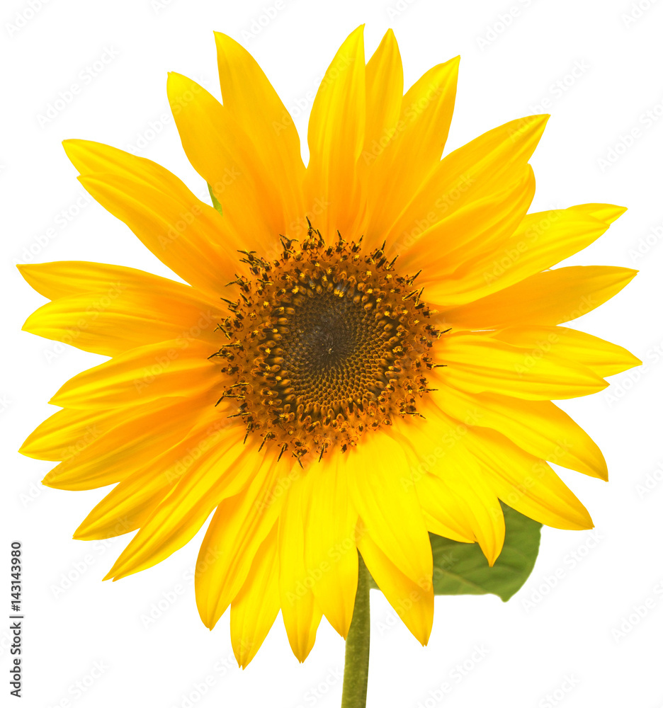 Fototapeta premium Flower of sunflower isolated on white background