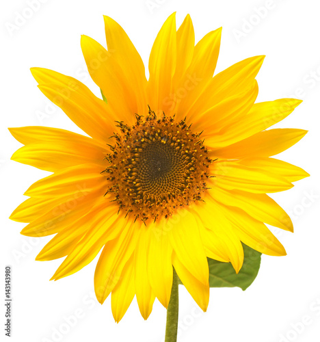 Fototapeta Naklejka Na Ścianę i Meble -  Flower of sunflower isolated on white background