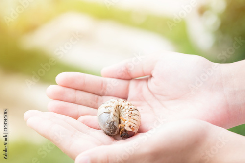 Coconut rhinoceros beetle in young girl hands.