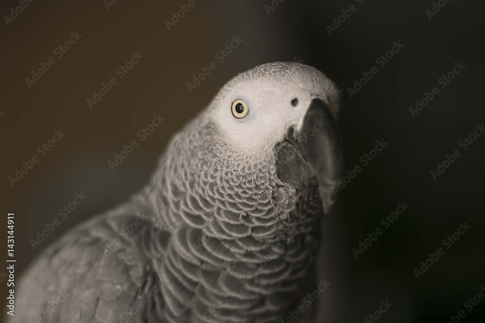 Fototapeta premium Curious African Gray Parrot