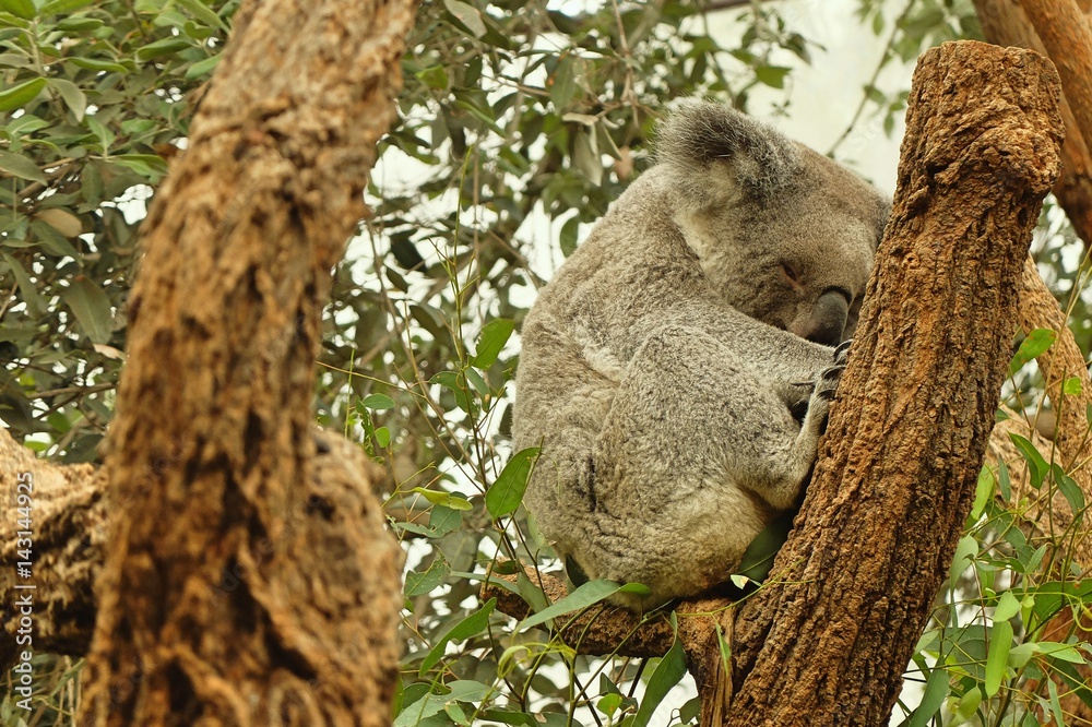 Obraz premium sleeping koala on eucalyptus tree