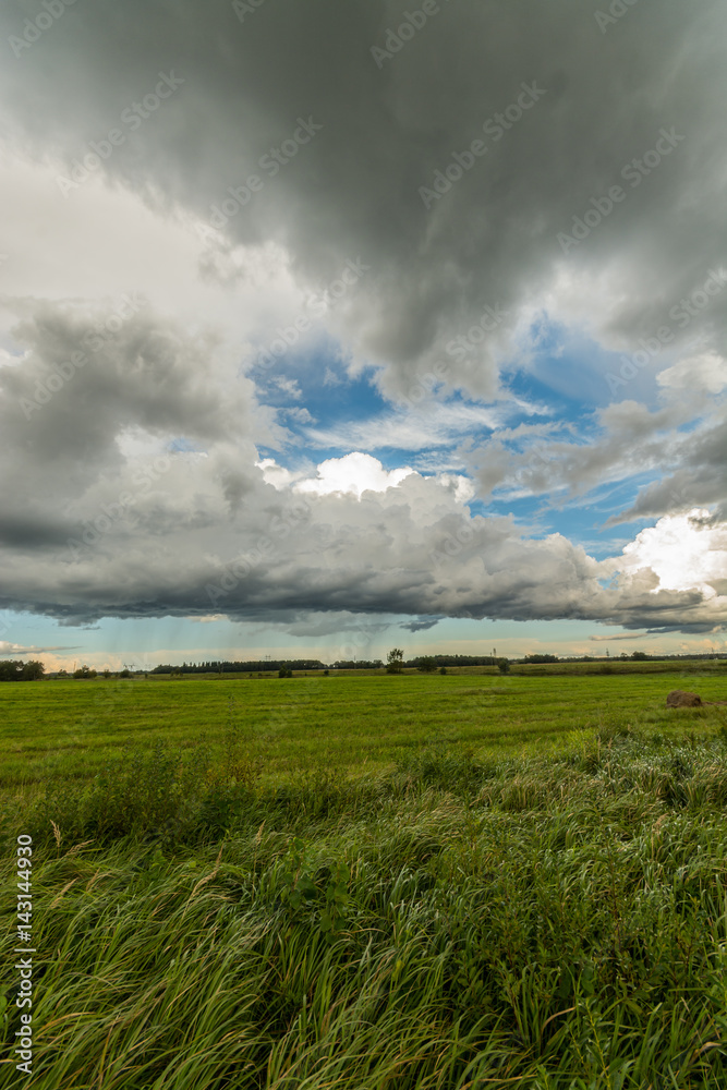 Obraz premium Wheat fields. Sunny summer landscape. Beautiful massive clouds. Stormy clouds.