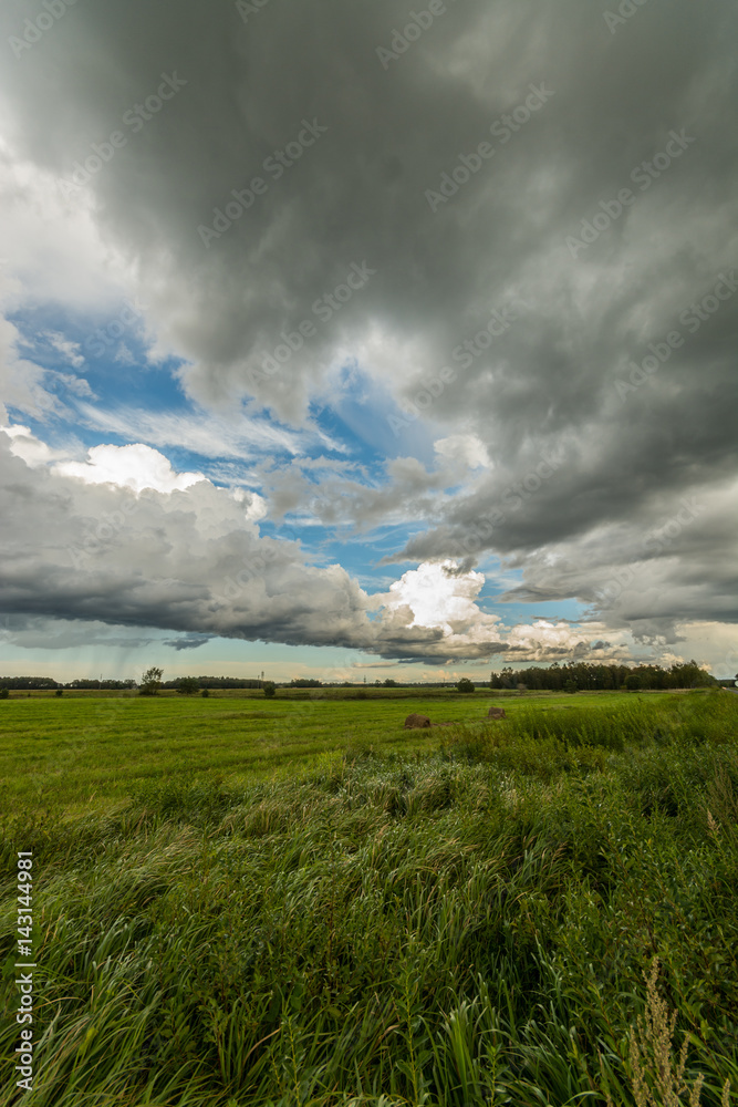 Wheat fields. Sunny summer landscape. Beautiful massive clouds. Stormy clouds.