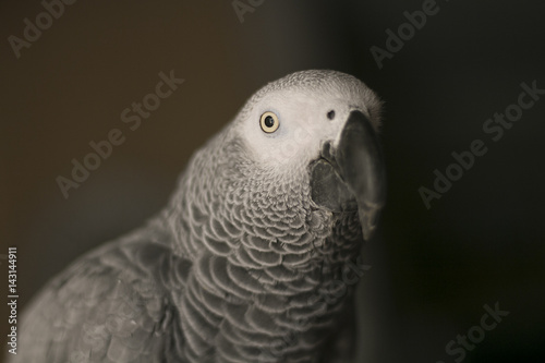 Curious African Gray Parrot