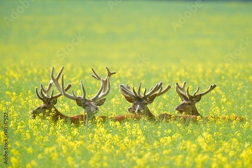 red deer