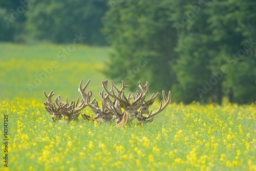 red deer
